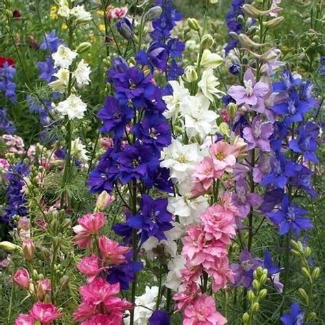 Larkspur Giant Imperial Mix 100 Seeds Delphinium Consolida Combsh A16