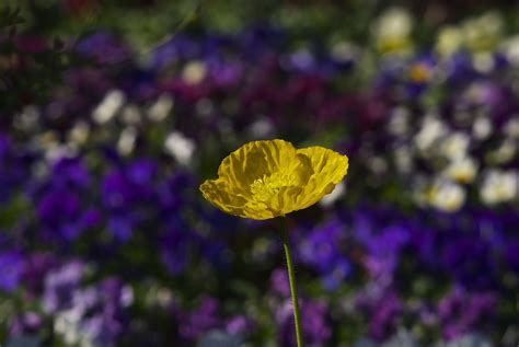 A Yellow Poppy Waiting To Be Taken Home Mission Hills Plants Garden