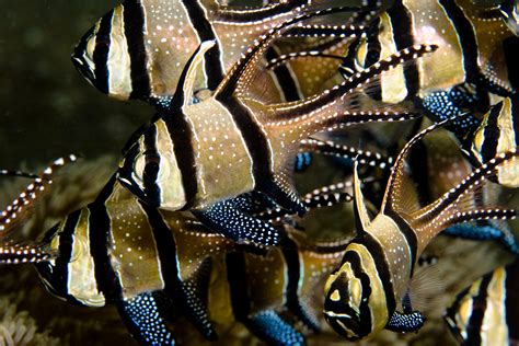Five Aquarium Fish Best Left In The Ocean Hakai Magazine