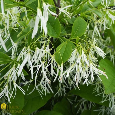 Chionanthus Virginicus White Fringe Tree From Home Nursery