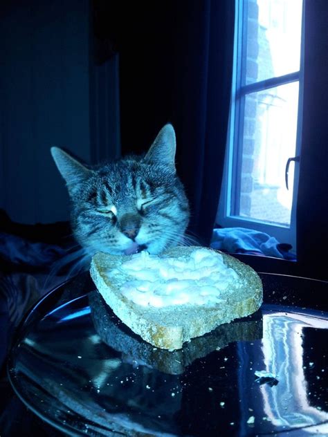 22 Cats Who Are You At A Party Cuteness
