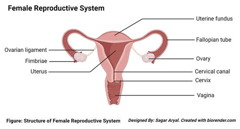 Human Female Reproductive System Organs Structure Functions