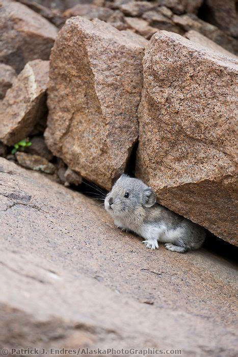 Collared Pika Hides Among The Boulder Rubble On Polychrome Pass Denali