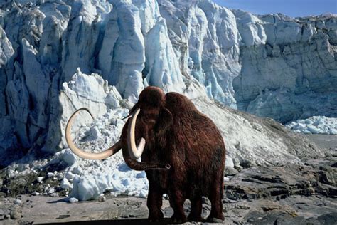 Siberian Discovery Could Bring Scientists Closer To Cloning Woolly Mammoth