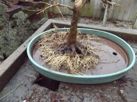 Trident maples are highly desired for bonsai due to. A little Trident Maple root work | Indoor bonsai tree ...