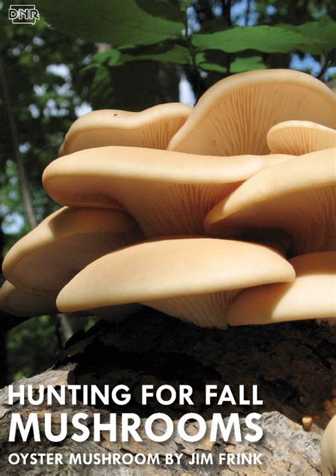 On The Hunt For Fall Mushrooms Dnr News Releases