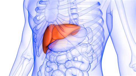 Hepatomegaly Symptoms Causes Diagnosis And Treatment