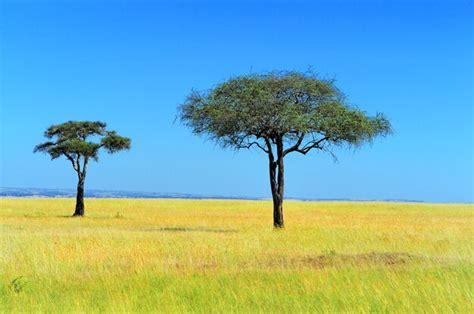 Premium Photo Savannah Landscape In The National Park In Kenya