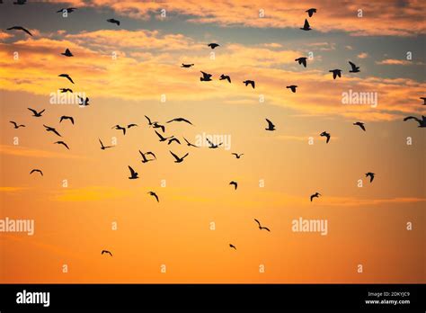 Flying Birds And Sunset Sky With Clouds Stock Photo Alamy