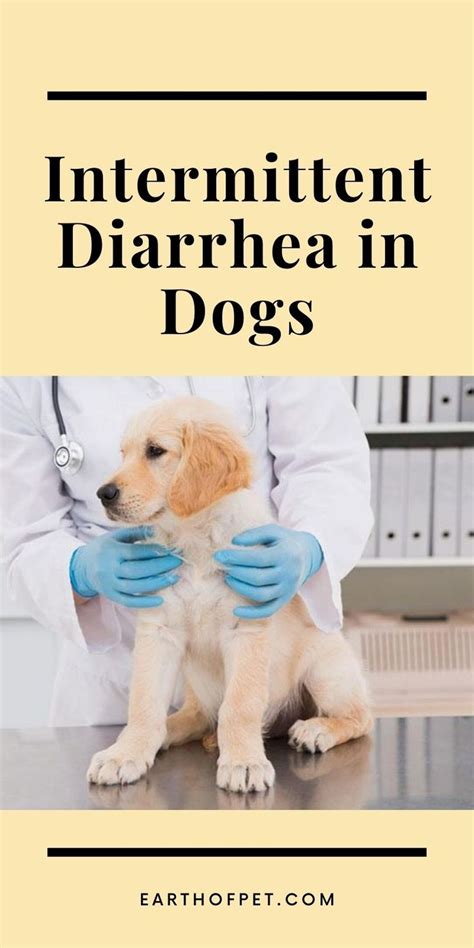 Intermittent Diarrhea In Dogs Diarrhea In Dogs Diarrhea Dogs
