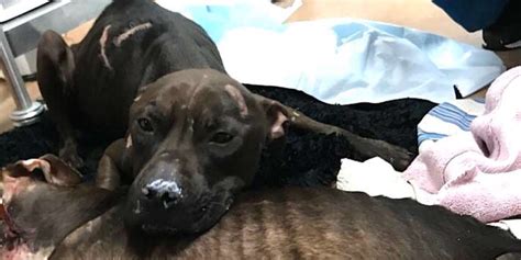 Pit Bull Dumped By Dogfighters Protects Best Friend At All Costs The Dodo