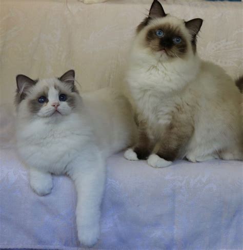 Brother And Sister Seal Bicolor And Seal Mitted Ragdoll