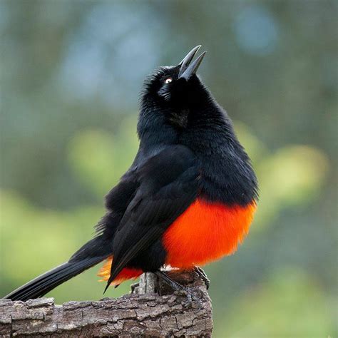 The Red Bellied Grackle Is A Distinctive Rare Blackbird Of The Cloud