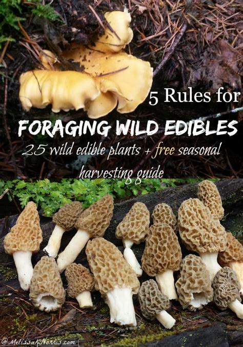 5 Rules For Foraging Wild Edibles 25 Wild Edible Plants Edible Wild