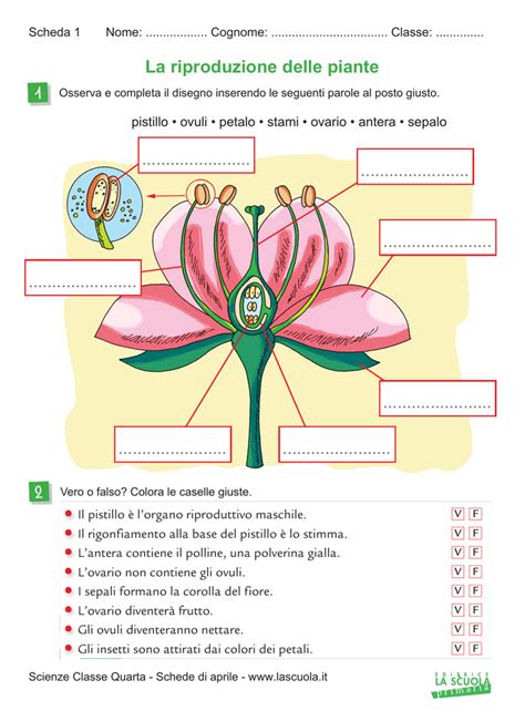 La Riproduzione Delle Piante