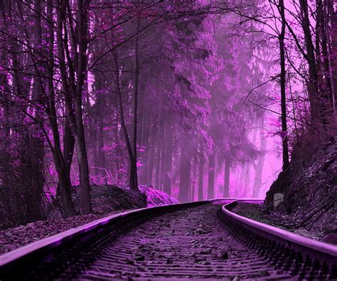 1920x1080px 1080p Free Download Purple Train Tracks Forest Natural