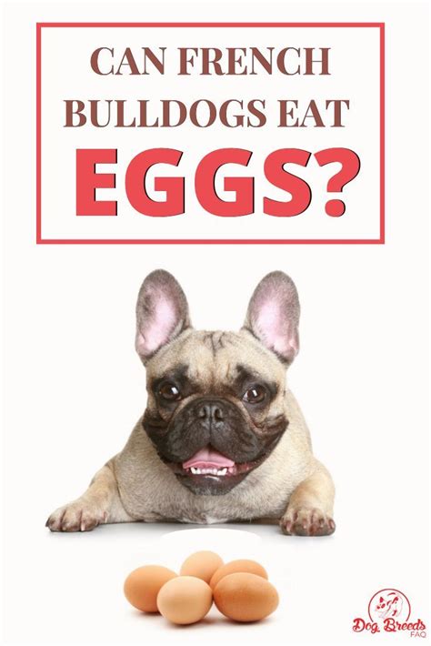 Another product designed for dogs with sensitive stomachs and skin, hill's science diet is well suited to control some of the issues english bulldogs. Can My French Bulldog Eat Eggs | French bulldog, Bulldog ...