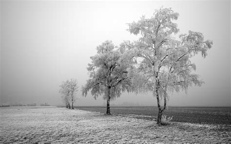 Wallpaper Trees Landscape Nature Snow Winter Branch Morning