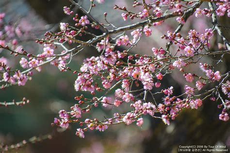매화꽃 붉은 향기에 취한 봄 통도사 홍매화