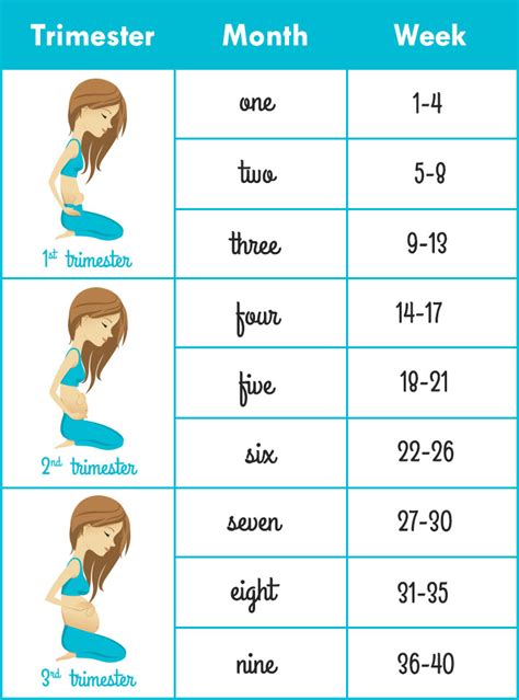 How To Calculate Pregnancy Week By Week And Months Accurately