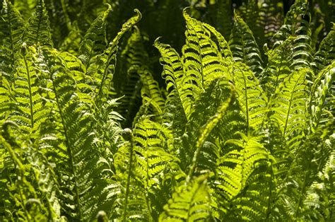How To Grow And Care For Ostrich Ferns