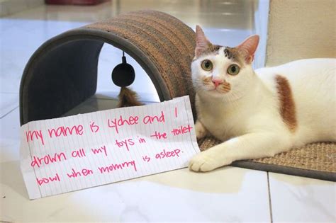 114 Asshole Cats Being Shamed For Their Crimes Bored Panda