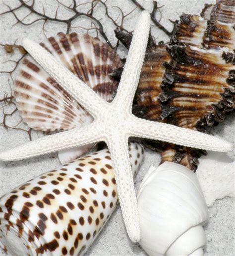Beach Decor Seashell Shadow Box Blackwhite Ebony And Ivory