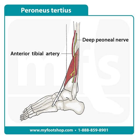 Peroneus Tertius Muscle Lower Extremity Anatomy