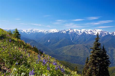 5 Must See Places In Olympic National Park Camp Native