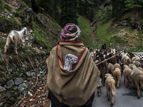 Shepherds Of Kashmir Smithsonian Photo Contest Smithsonian Magazine