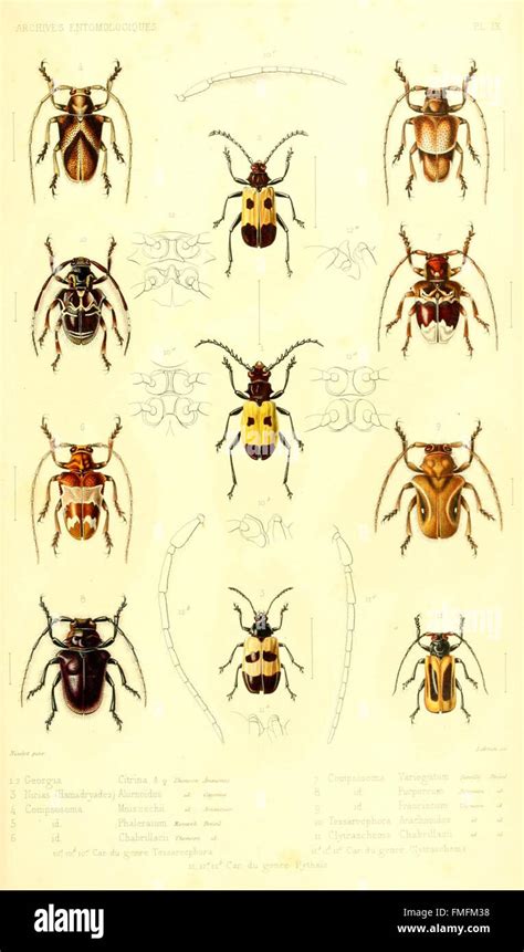 Archives Entomologiques Ou Recueil Contenant Des Illustrations D