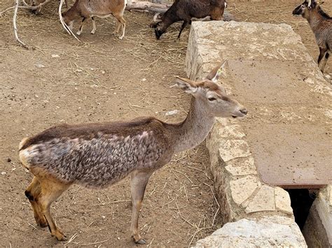 Iberian Red Deer And European Mouflon Terranatura Benidorm 2022