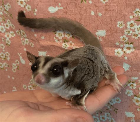 When you see your perfect baby you can put that baby on hold by placing a. Sugar Glider For Sale in Connecticut (16) | Petzlover