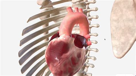 Ascending Aorta And Aortic Arch Anatomy Branches And Relations Youtube