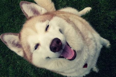 40 Pictures Of Cute And Funny Husky Facial Expressions