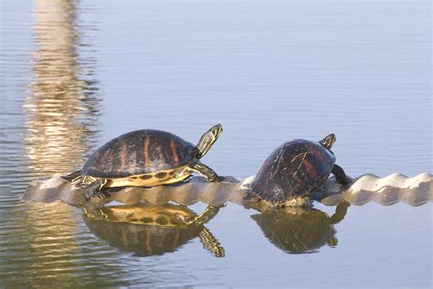 Turtles Sunbathing A Nice Picture Of Two Turtles Sitting O Flickr