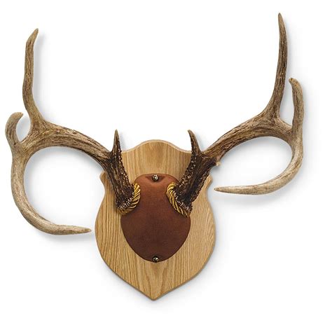 Craft paint | 2 oz | black | supplies $ 1.55 add. Walnut Hollow Antler Mount - 216385, Taxidermy at Sportsman's Guide