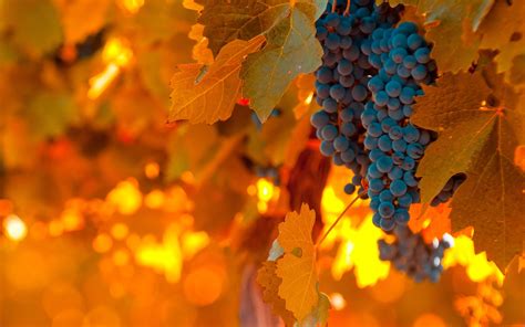 Vineyard Grapes Leaves Autumn Nature Wallpaper 2560x1600 32383