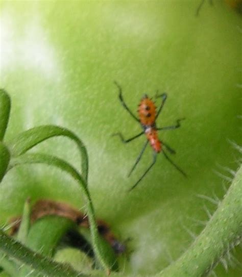 Tomato Bug Id Anyone Know What This Orange Bugs Are