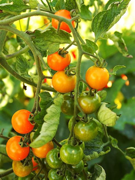 Best Tomato Varieties For The South Growing Tomatoes In Containers