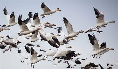 This Years Snow Goose Festival Is Canceled But Geese