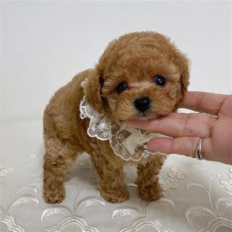 Yorkie Poodle Puppies For Sale Yorkie Poo Puppy Available
