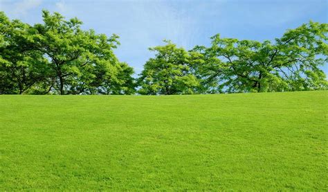 Green Grass And Trees Photograph By Design Picsdean Muz Pixels