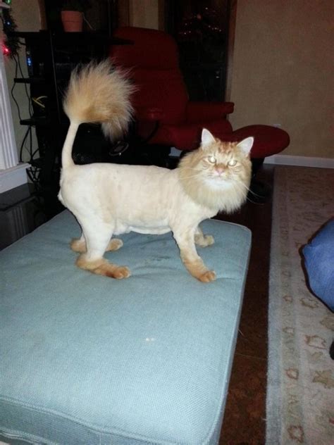 You know how your little house cat likes to sit in boxes? These 16 Cats Are Not Impressed With Their New Haircuts ...
