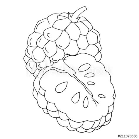 Very wide spreading they are hard to get off the ground even with judicious pruning they grow out rather than up. "Custard apple cartoon illustration isolated on white ...