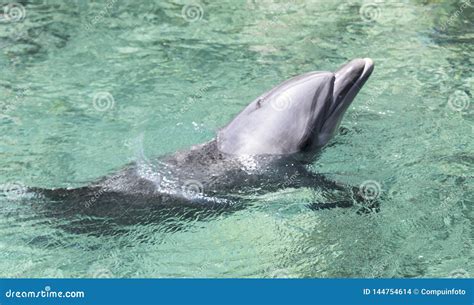 Swimming Dolphin In The Israel City Eilat Stock Photo Image Of