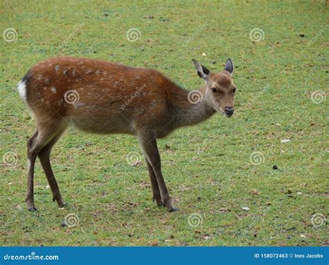 A Female Sika Deer With A Characteristic Color In A Closed Reserve