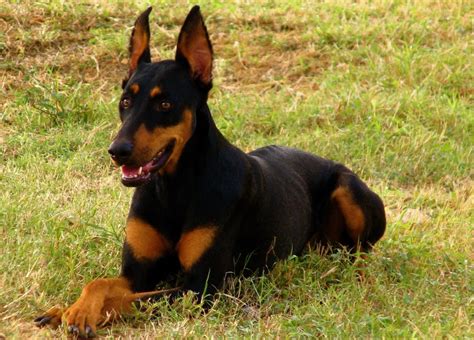 Doberman Shepherd Doberman Pinscher German Shepherd Mix Info