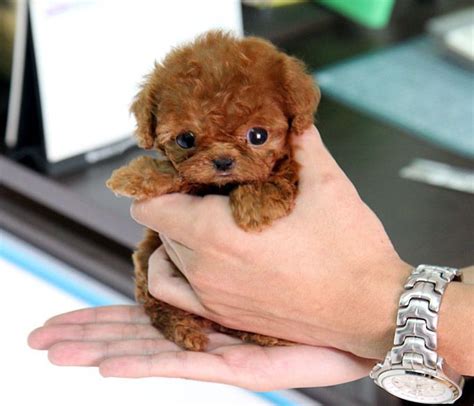 Demand is high and sourcing a quality puppy can involve waitlists. teacup poodle... def next on the list. seen one of these ...