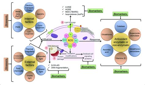 Schematic Representation Of Various Endogenous And Exogenous Factors